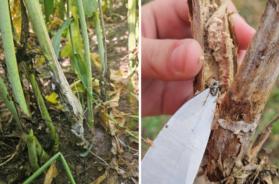 Two side-by-side images showing symptoms of white mold in winter canola: fungal growth on stems near the soil line, and a knife exposing cottony white mold inside the stem.